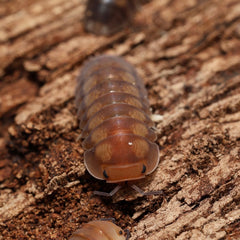 Cubaris sp. “Cute Honey Tigers"