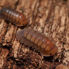 Cubaris sp. “Cute Honey Tigers"