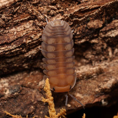 Cubaris sp. “Cute Honey Tigers"