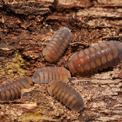Cubaris sp. “Cute Honey Tigers"