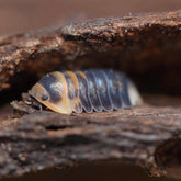 Cubaris sp. “Emperor Bees"