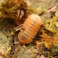 Multicolored pill bug on a mossy surface