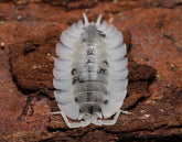 White pill bug on a brown surface