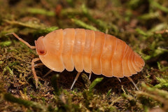 Cubaris sp. “Oxide"