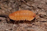 Cubaris sp. “Oxide"