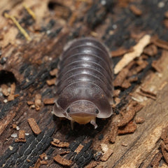 Cubaris sp. "Black Pak Chong"