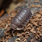 Cubaris sp. "Black Pak Chong"
