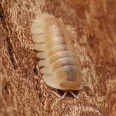 Isopod on a wooden surface