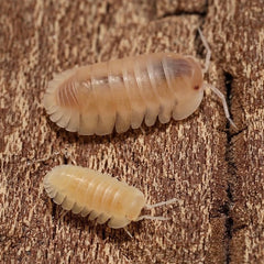 Cubaris sp. “Albino Red Edge”