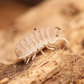 Ctenorillo Boquerón “Piedra Blanca”