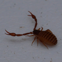 Cheliferidae sp. “Humboldt Lake"