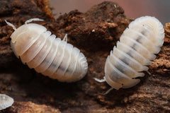 Cubaris sp."White Pak Chong"