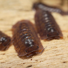 Isopoda sp."Capira"