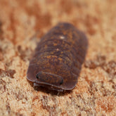 Isopoda sp."Capira"