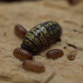 Armadillidium vulgare "Nuclear"