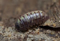Armadillidium vulgare "Nuclear"