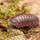 Armadillidium insulanum