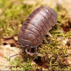 Armadillidium insulanum