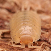 Porcellio laevis "Albino"