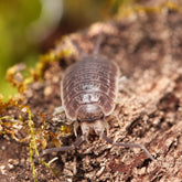 Protracheoniscus orientalis