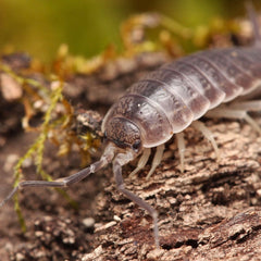 Protracheoniscus orientalis