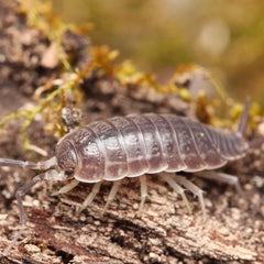 Protracheoniscus orientalis