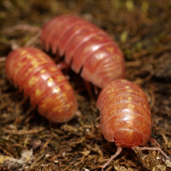Three pink millipedes on a brown, textured surface