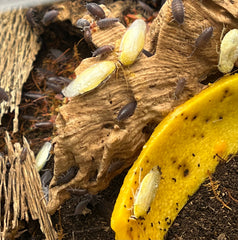 Panchlora Sp. Costa Rican Yellow - 15 Count Mixed Size Roach