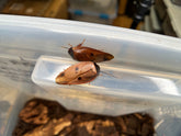 Gyna Capucina "Pink Roach"