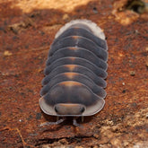 Cubaris sp.“Angry Monk"