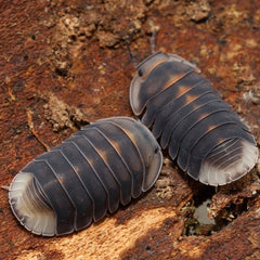 Two pill bugs on a textured brown surface