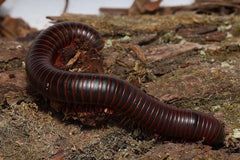 Millipede on a wooden surface