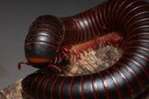 Narceus americanus “West TN” cb specimens millipede