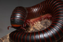 Narceus americanus “West TN” cb specimens millipede