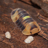 Cubaris sp. Amber Firefly "Royal Honey"