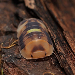 Cubaris sp. Amber Firefly "Royal Honey"