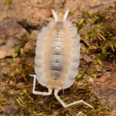 Porcellio succinctus “My Printer Ran Out Of Ink”