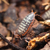 Porcellionides Sp. "Big Pine Key"