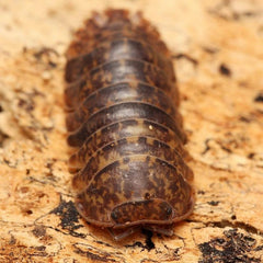Filipinodillo maculatum “Lapu”