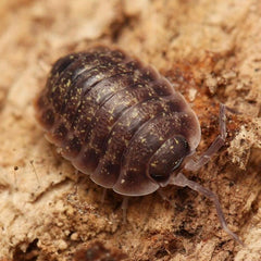 Porcellio flavomarginatus “Crete”