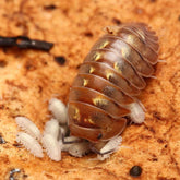 Isopoda sp Dream