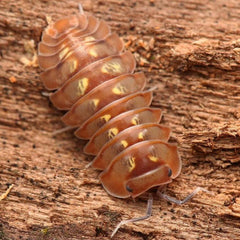 Isopoda sp Dream