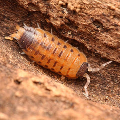 Proporcellio vulcanius