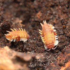 Pseudarmadillo guillianus