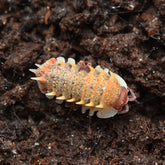 Pseudarmadillo guillianus