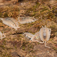 Porcellio succinctus “My Printer Ran Out Of Ink”