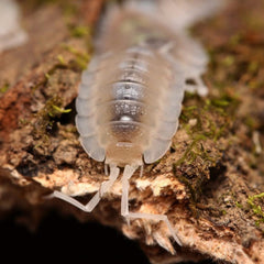 Porcellio succinctus “My Printer Ran Out Of Ink”