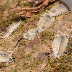 Porcellio succinctus “My Printer Ran Out Of Ink”