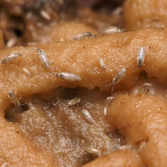 Lepidocyrtus sp. “Devils Hole”