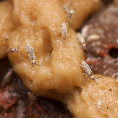 Lepidocyrtus sp. “Devils Hole”